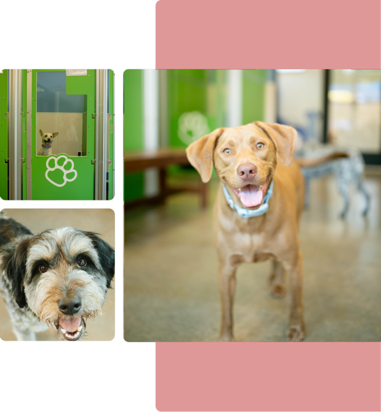 Friendly Pet Lodging In Piedmont, SC Southern Paws